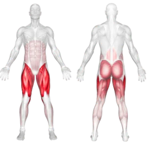 عضلات فعال در حرکت اسکات وزن بدن