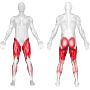 عضلات فعال در  اسکات سومو وزن بدن