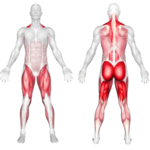 عضلات فعال در حرکت ددلیفت رومانیایی دمبل تک پا