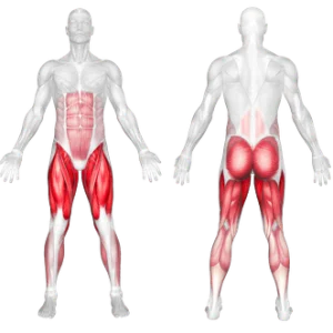 عضلات فعال در حرکت  لانج عقب  به همراه زانو بالا