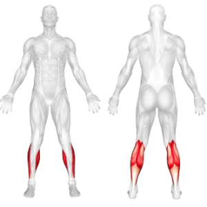 عضلات درگیر درحرکت ساق پا تک دستگاه پرس   