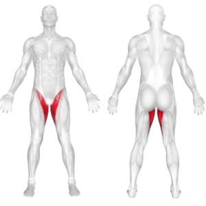 عضلات درگیر در حرکت اداکشن لگن خوابیده وزن بدن ( درون پا)