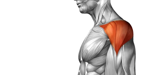 عضلات ما از چه چیزی تشکیل شده ‌است؟